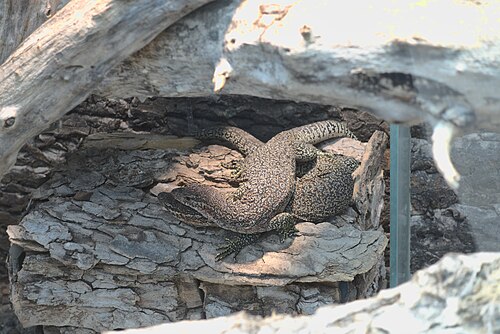 Palmenhaus des Blumengärten Hirschstetten, Vienne, Donaustadt (22e arrondissement) — 2017-03-30 AT Wien 22 Donaustadt, Palmenhaus Hirschstetten, Varanus timorensis