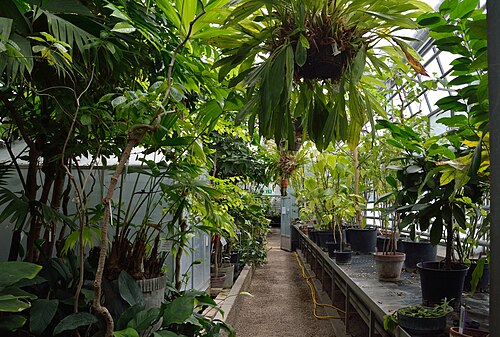 Tropenhaus und Gewächshäuser des Botanischen Gartens der Universität Wien, Wien, Landstraße (3. Bezirk) — Glashaus (Ignaz Gridl) im Botanischen Garten der Universität Wien, hier der nicht…