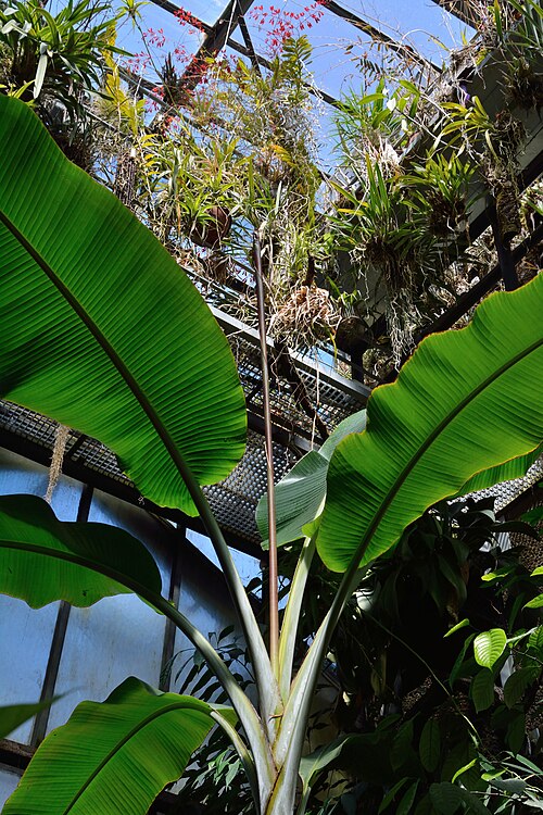 Tropenhaus und Gewächshäuser des Botanischen Gartens der Universität Wien, Wien, Landstraße (3. Bezirk) — Musa textilis Née / Manilahanf, Textil-Banane im Glashaus des Botanischen Gartens der…
