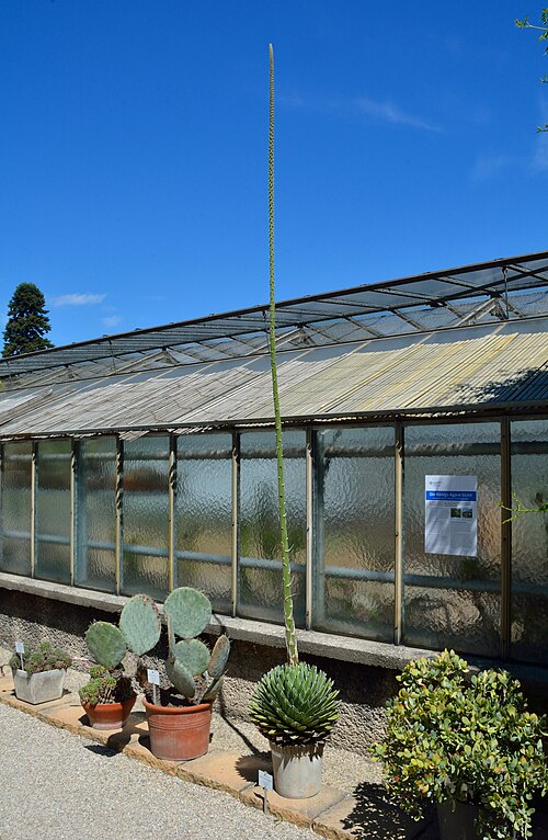 Tropenhaus und Gewächshäuser des Botanischen Gartens der Universität Wien, Wien, Landstraße (3. Bezirk) — Blüte der Agave victoriae-reginae (Asparagaceae)