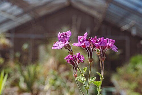 Tropenhaus und Gewächshäuser des Botanischen Gartens der Universität Wien, Wien, Landstraße (3. Bezirk) — Pelargonium in a greenhouse in the Botanical Garden of the University of Vienna.
