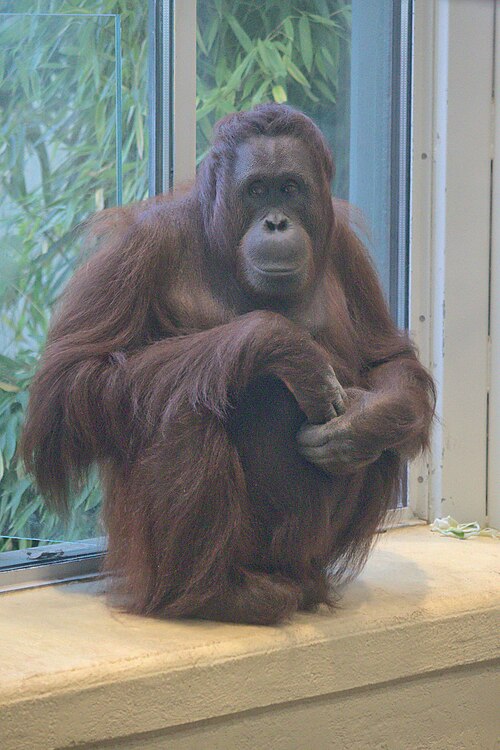 Altes Palmenhaus (ORANG.erie), Tiergarten Schönbrunn, Wien, Hietzing (Schlosspark Schönbrunn) — 2018-12-09 AT Wien 13 Hietzing, Tiergarten Schönbrunn, Pongo pygmaeus