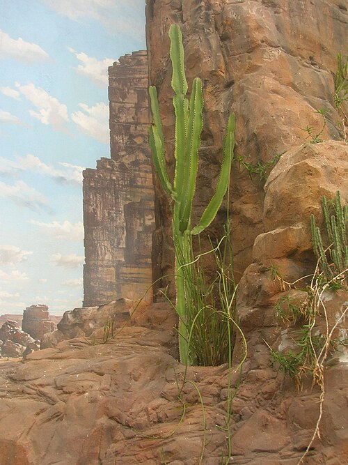 シェーンブルンの砂漠館（ヴュステンハウス、旧日時計の家）, ウィーン、シェーンブルン宮殿公園 — The desert experience house (Sundial House) in Schönbrunn, Vienna