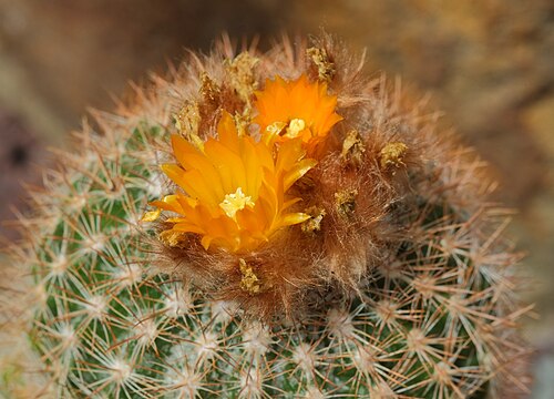 ウィンターガーデン・グラスハウス, オタゴ地方ダニーデン、ダニーデン植物園 — Parodia gracilis (synonym of Parodia procera) flowering