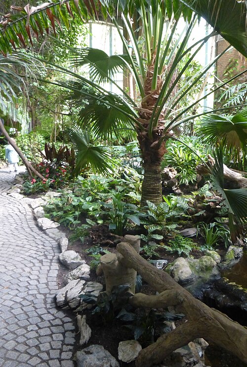 Wintertuin (Wintergarten), Zoo Antwerpen — Patrimonium Kmda -