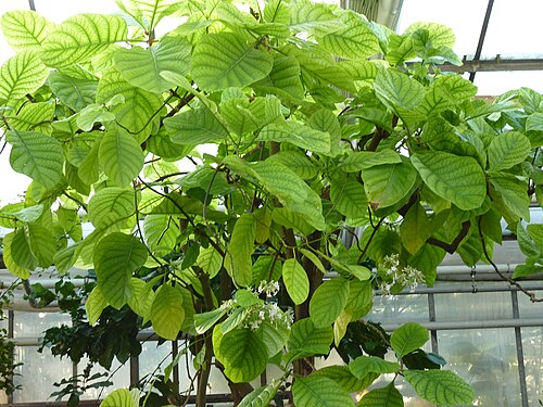 Gewächshaus für tropische Nutzpflanzen, Witzenhausen (Universität Kassel), Witzenhausen, Hessen — Cinchona officinalis L. growing in the greenhouse of the Deutsches Institut für…