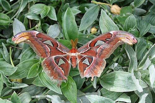 Schmetterlingshaus von Blenheim Palace, Woodstock, Oxfordshire — Blenheim Palace Butterfly House, Woodstock, Oxfordshire, England