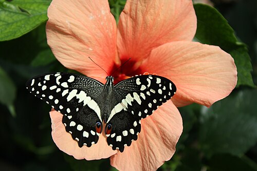 Schmetterlingshaus von Blenheim Palace, Woodstock, Oxfordshire — Blenheim Palace Butterfly House