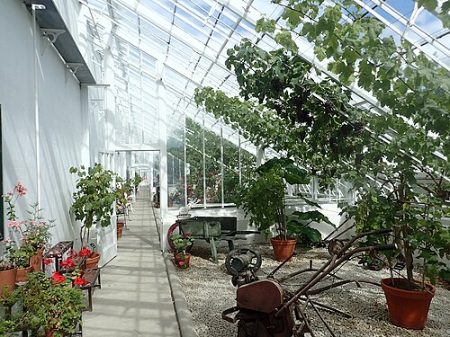The Glasshouse, Walled Kitchen Garden de Clumber Park, Clumber Park, près de Worksop (Nottinghamshire) — Grape vines inside the greenhouse at Clumber Park
