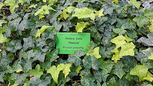 Serres et palmarium du jardin botanique de l'université de Wrocław (Ogród Botaniczny UWr), Wrocław, Basse-Silésie — One of the Ivy collection plants in the botanical garden of wroclaw