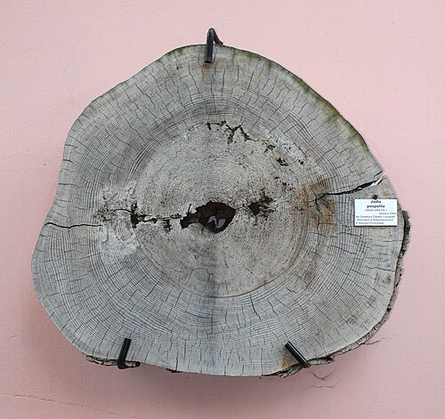 Serres et palmarium du jardin botanique de l'université de Wrocław (Ogród Botaniczny UWr), Wrocław, Basse-Silésie — Cross section of Abies alba trunk, Botanical Garden in Wrocław , Poland.