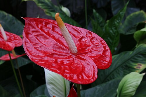 Afrykarium, Zoo Wrocław (Afrykarium-Oceanarium), Wrocław, Niederschlesien — Africarium in Wrocław - Anthurium