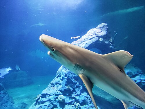 Afrykarium, Zoo Wrocław (Afrykarium-Oceanarium), Wrocław, Niederschlesien — Afrykarium, Zoo Wrocław — Ansicht 6