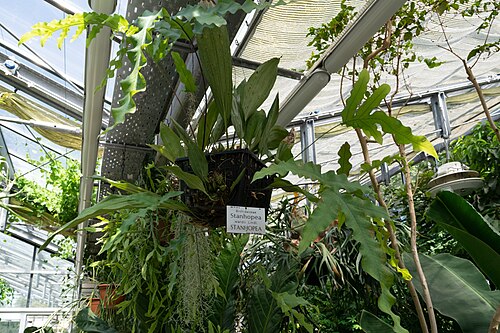 ヴッパータール植物園の大温室（Großes Glashaus）とテーマ温室, ヴッパータール（エルバーフェルト、ハルト）、ノルトライン＝ヴェストファーレン州 — ヴッパータール植物園の大温室（Großes Glashaus）とテーマ温室 — 4枚目