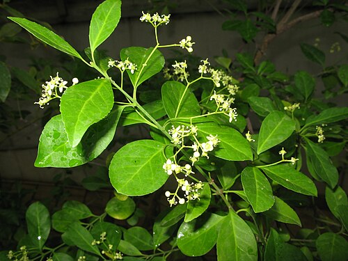 夢の島熱帯植物館, 東京都江東区 — Euonymus boninensis , Yumenoshima Tropical Greenhouse Dome, Tokyo, Japan