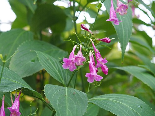 夢の島熱帯植物館, 東京都江東区 — Strobilanthes hamiltoniana in the Yumenoshima Tropical Greenhouse Dome, in Tokyo, Japan.