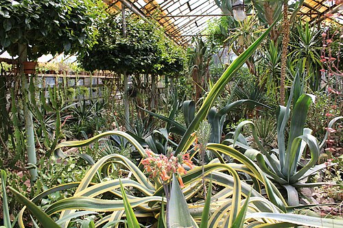 Gewächshäuser des Städtischen Botanischen Gartens für Kinder in Saporischschja (Tropicana, Wintergarten, Cactusarium), Saporischschja, Oblast Saporischschja — This is a photo of a natural heritage site in Ukraine, id: 23-101-5004