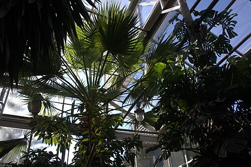 Gewächshäuser des Städtischen Botanischen Gartens für Kinder in Saporischschja (Tropicana, Wintergarten, Cactusarium), Saporischschja, Oblast Saporischschja — Gewächshäuser des Städtischen Botanischen Gartens für Kinder in Saporischschja — Ansicht 4