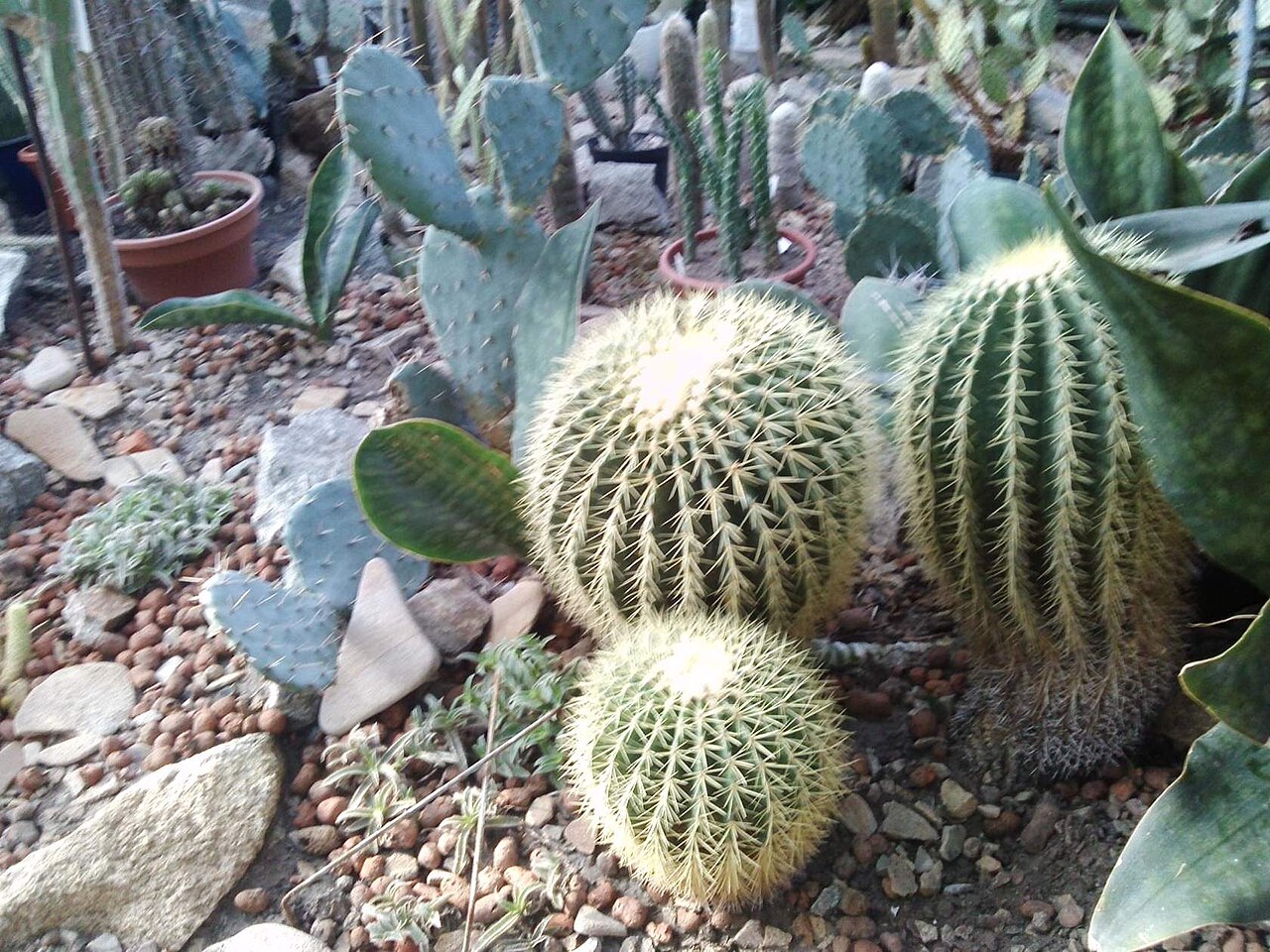 Gewächshäuser des Städtischen Botanischen Gartens für Kinder in Saporischschja (Tropicana, Wintergarten, Cactusarium), Saporischschja, Oblast Saporischschja — Gewächshäuser des Städtischen Botanischen Gartens für Kinder in Saporischschja — Ansicht 5