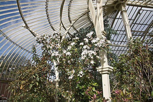 Curvilinear Range & Great Palm House, Glasnevin