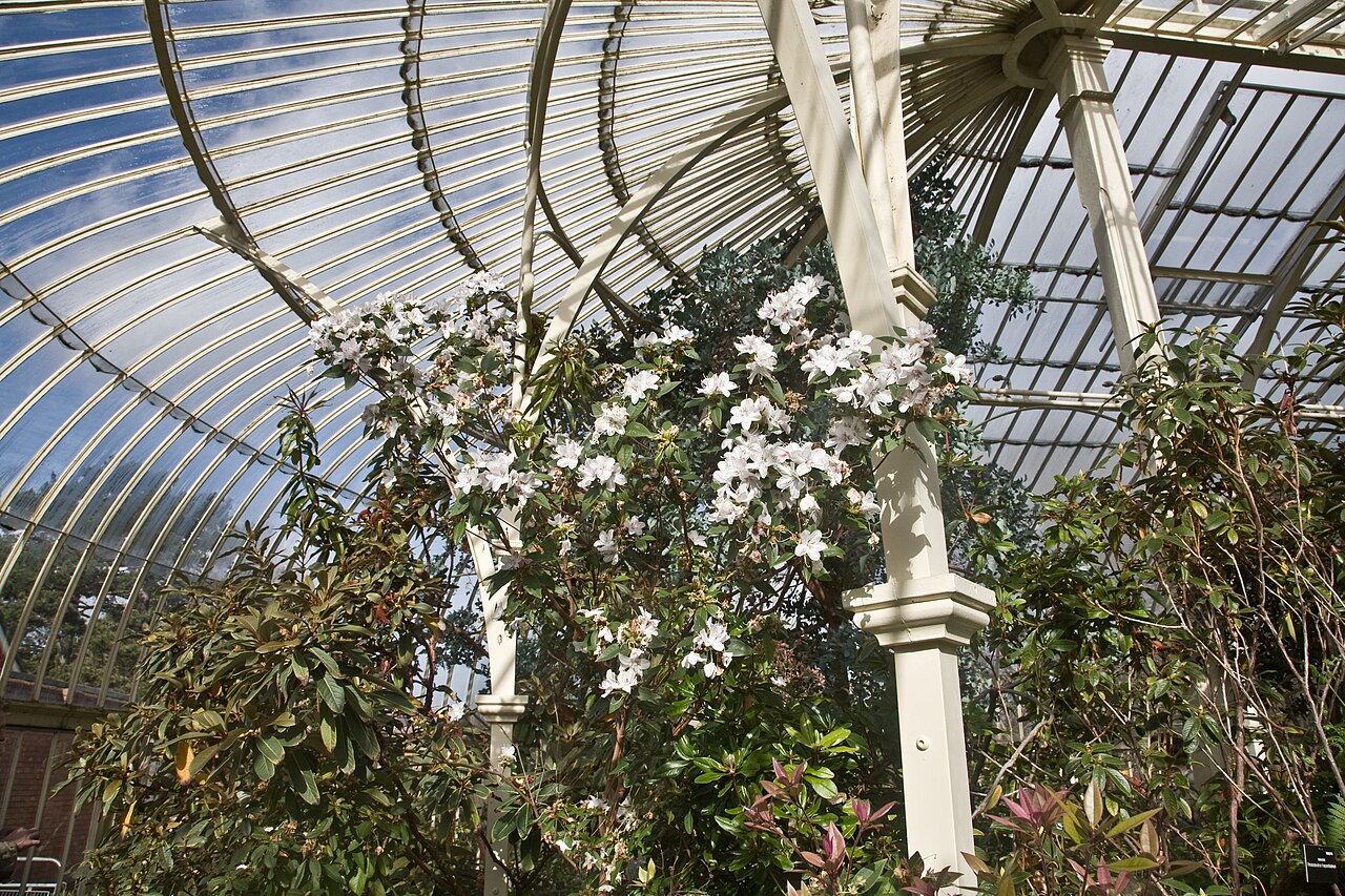 Curvilinear Range & Great Palm House, Glasnevin, Dublin