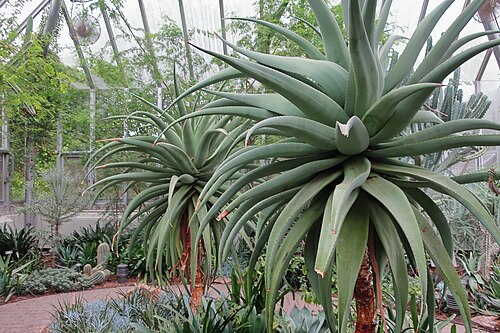 Die Gewächshäuser des Chicago Botanic Garden (Regenstein Center), Glencoe, Illinois