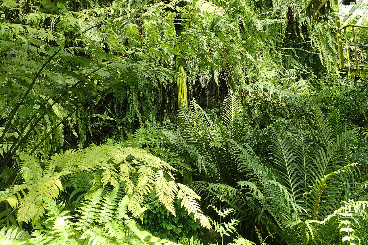 Serres du Vieux Jardin botanique de Göttingen (Alter Botanischer Garten), Göttingen, Basse-Saxe