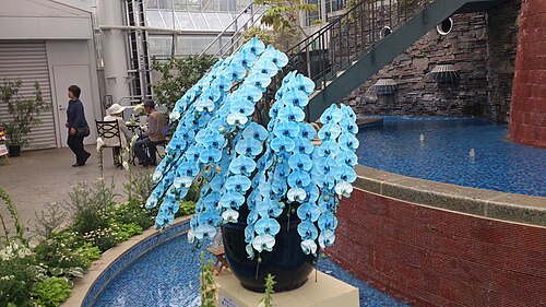 Crystal Palace, grande serre de la Flower Park de Hamamatsu (はままつフラワーパーク 大温室), Hamamatsu, préfecture de Shizuoka