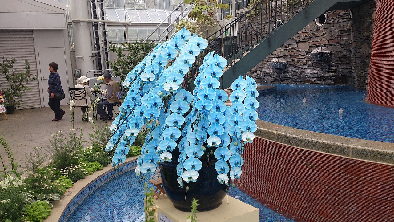 Crystal Palace, grande serre de la Flower Park de Hamamatsu (はままつフラワーパーク 大温室), Hamamatsu, préfecture de Shizuoka