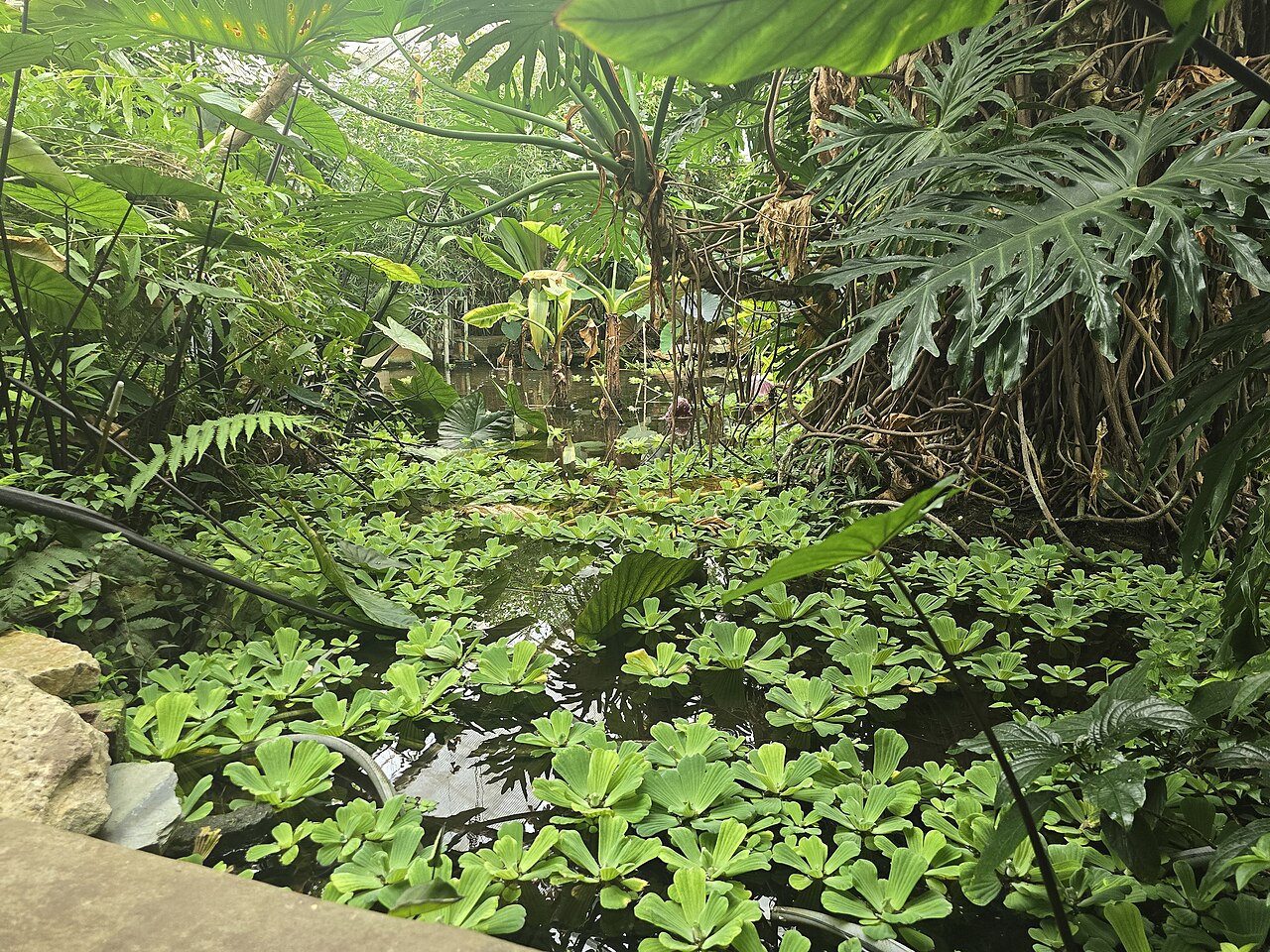 The Living Rainforest (serres tropicales), Hampstead Norreys, près de Newbury (Berkshire)