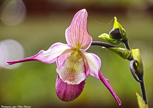 Orquidário dos Açores (Azores Orchid House), Faial Botanical Garden, Horta (Flamengos), Azores