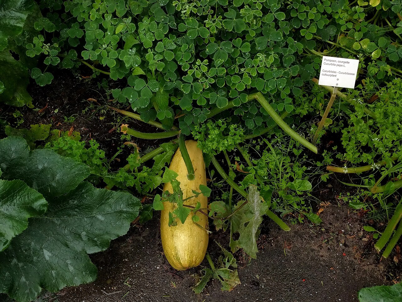 Victoriakas (Hortus Botanicus Leiden), Leiden