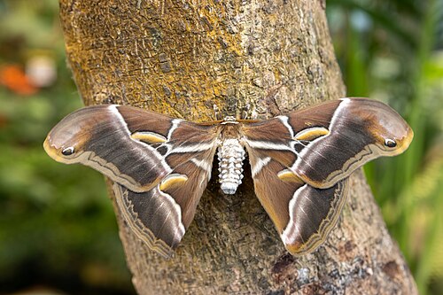 Drago Butterfly Park (Mariposario del Drago), Icod de los Vinos, Tenerife (Canary Islands)