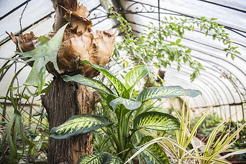 Invernáculo du Jardin botanique de Montevideo, Montevideo