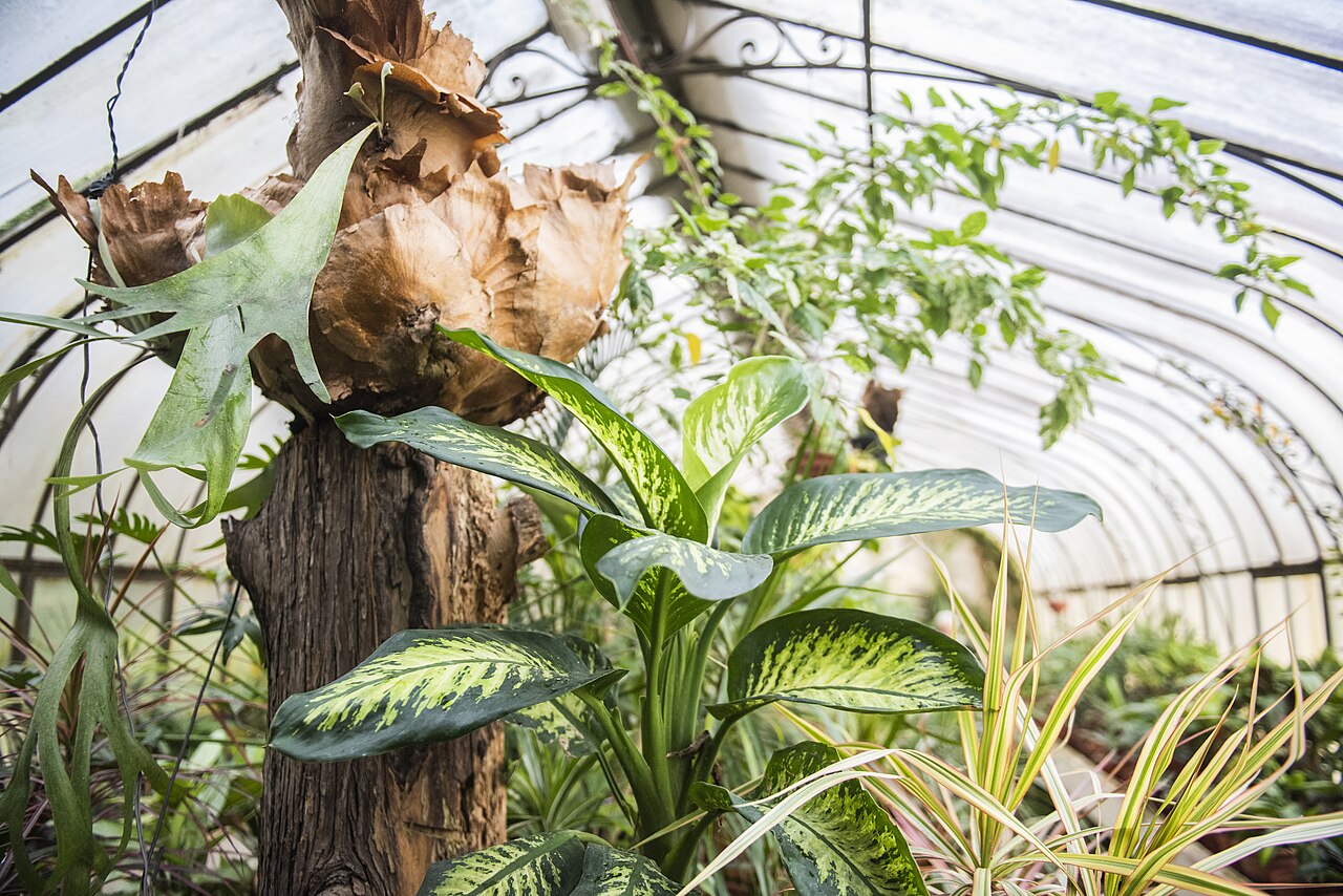 Invernáculo du Jardin botanique de Montevideo, Montevideo