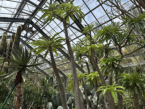 Gewächshäuser des Subtropischen Botanischen Gartens, Hallim Park (한림공원 아열대식물원), Hallim-eup, Jeju-Stadt (Insel Jeju)