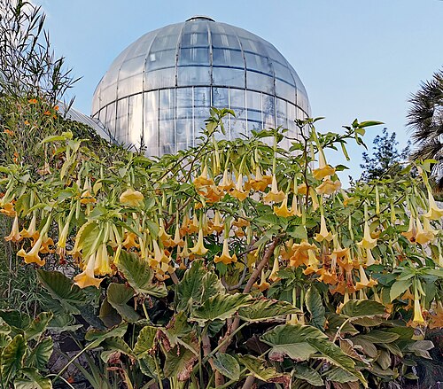 Tropengewächshaus, Botanische Gärten Jerusalem, Givat Ram, Jerusalem