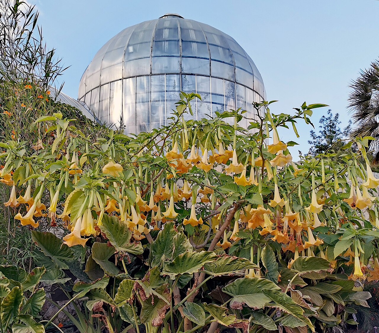 Tropengewächshaus, Botanische Gärten Jerusalem, Givat Ram, Jerusalem