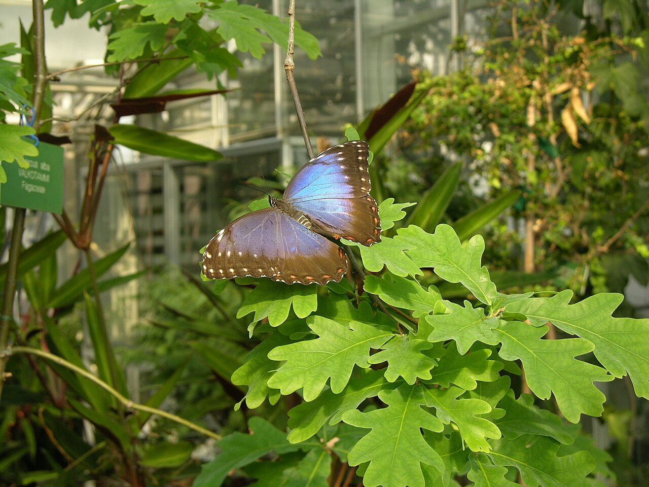Botania, Joensuu Botanical Garden (Taidepuutarha Botania), Joensuu, North Karelia