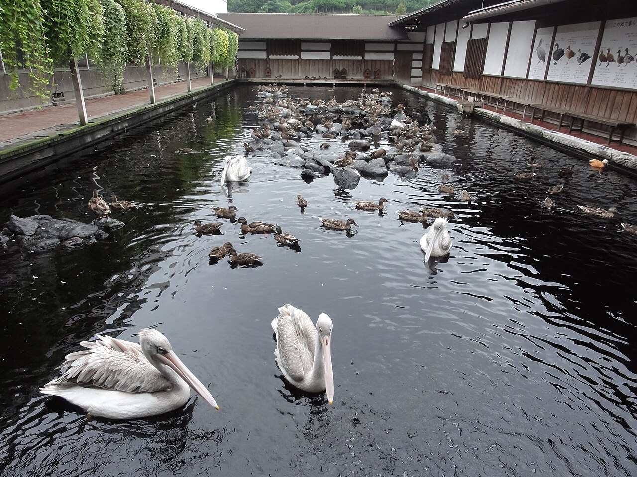 Grande serre de Kakegawa Kachōen (掛川花鳥園), Kakegawa, préfecture de Shizuoka