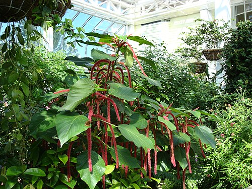Key West Butterfly & Nature Conservatory, Key West, Florida