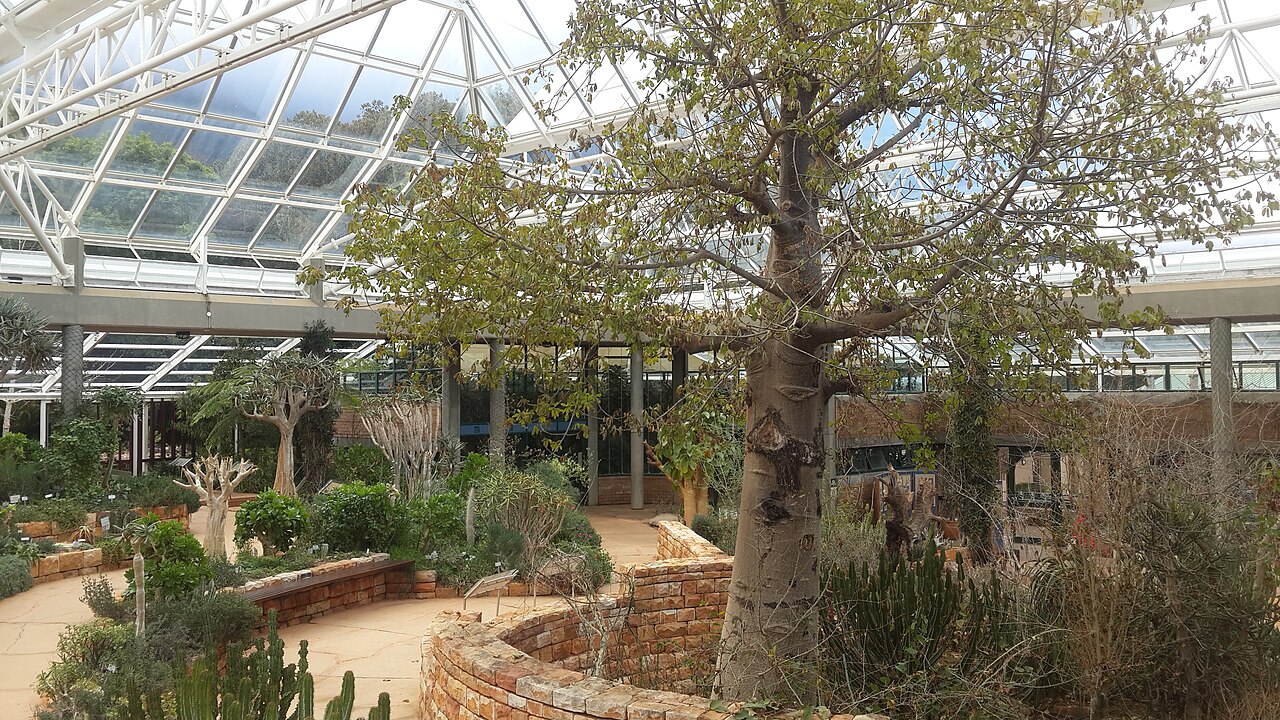 Botanical Society Conservatory (Kirstenbosch), Kirstenbosch National Botanical Garden, Cape Town