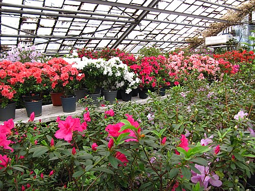 Orangerie des Botanischen Gartens Krywyj Rih der Nationalen Akademie der Wissenschaften der Ukraine (Orangereia KBS), Krywyj Rih