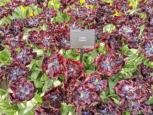 Willem-Alexander Pavilion (Keukenhof), Lisse, South Holland