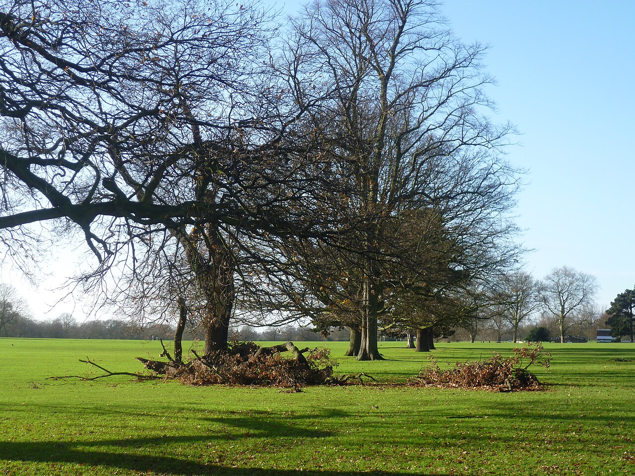 Winter Garden d'Avery Hill, Eltham, Londres (Greenwich)