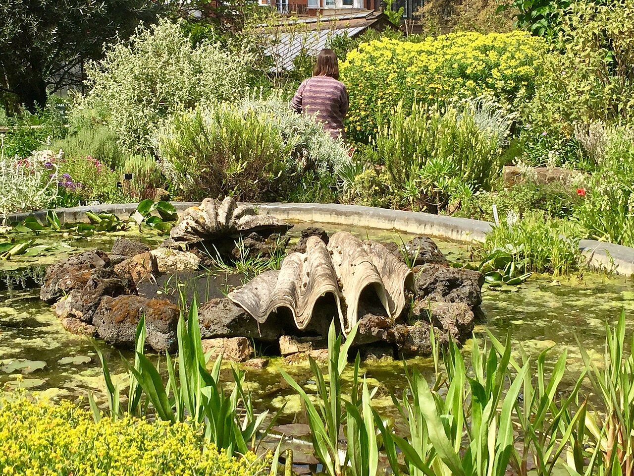 Serres du Chelsea Physic Garden, Chelsea, Londres (Kensington et Chelsea)