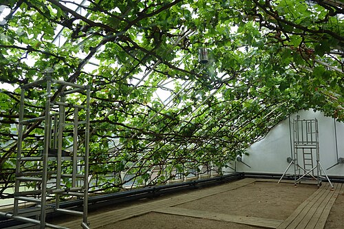 Great Vine House, Hampton Court Palace, Hampton, London (Richmond upon Thames)