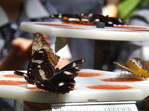Butterfly House, Melbourne Zoo, Parkville