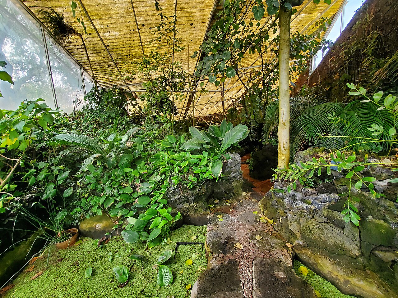 Invernadero Faustino Miranda (Jardín Botánico de l'UNAM), Mexico, Ciudad Universitaria (Coyoacán)