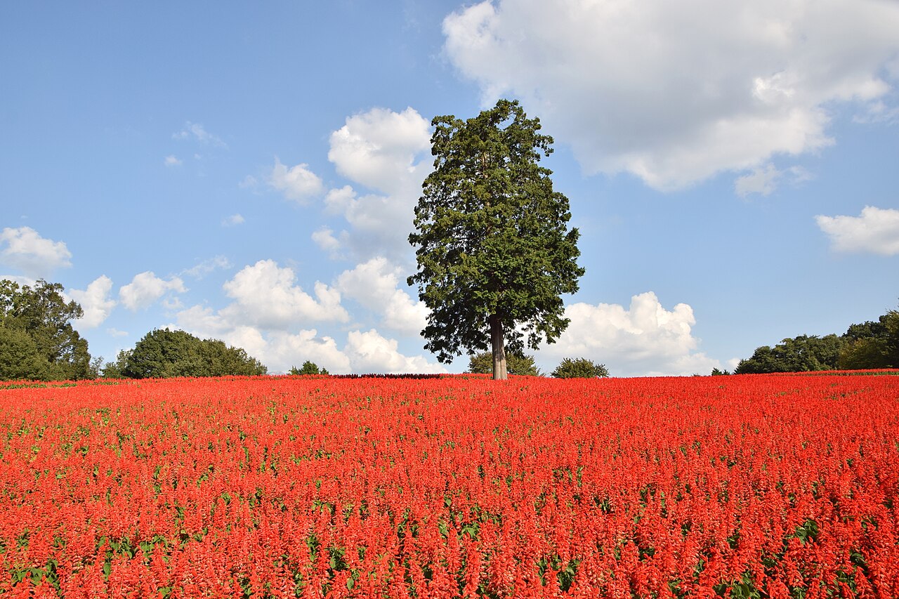 Flower Dome de Tottori Hanakairo (とっとり花回廊 フラワードーム), Nanbu, préfecture de Tottori